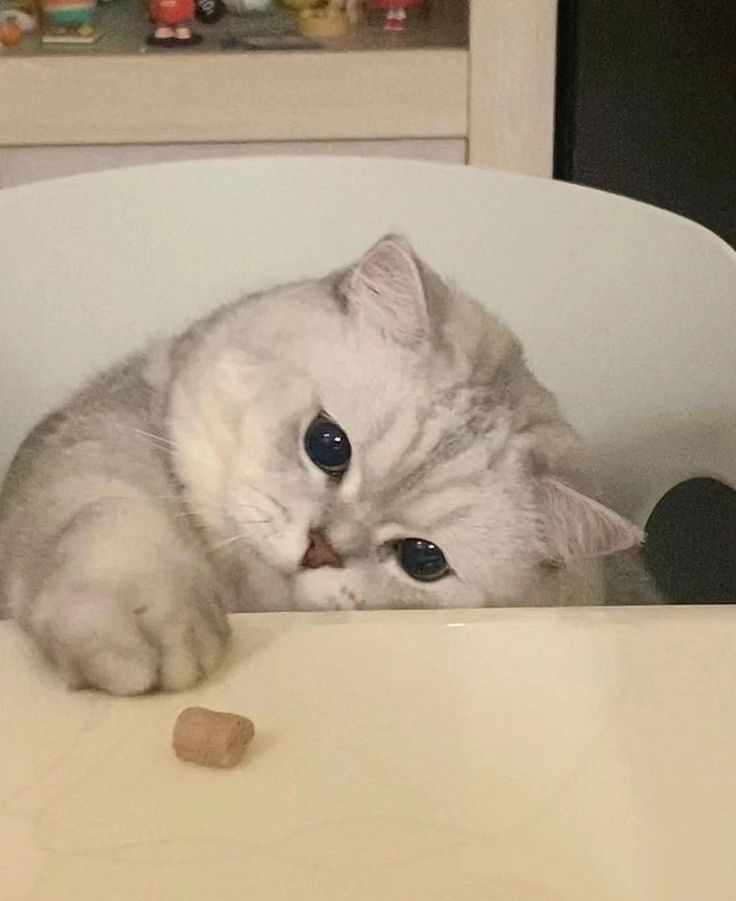 貓咪半夜叫都是有原因的~