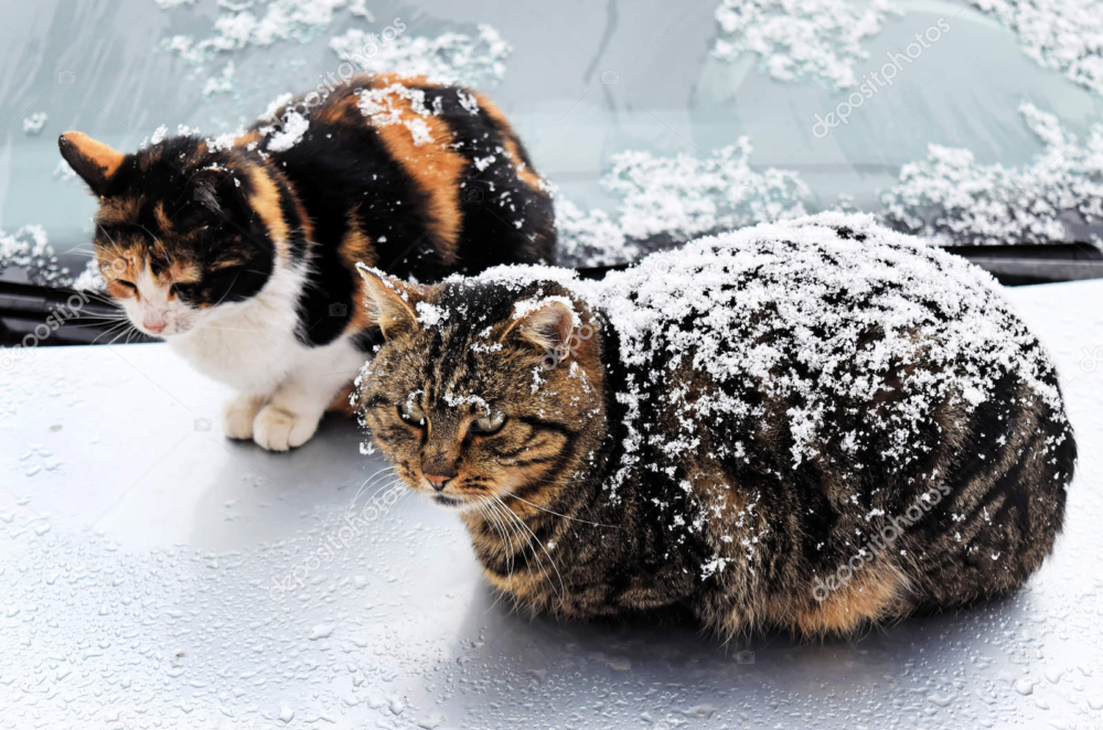 幫助流浪貓度過冬天。