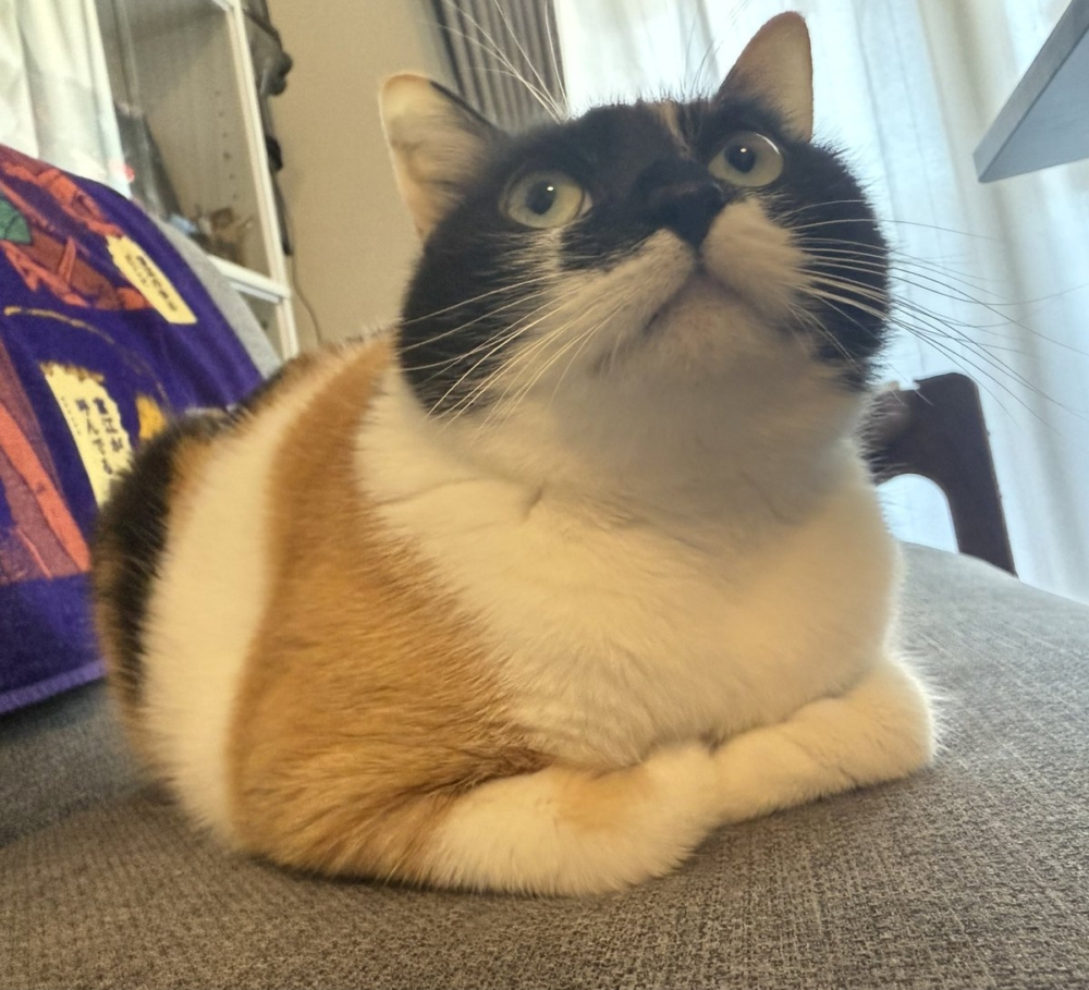 奴才每天都在找貓咪。