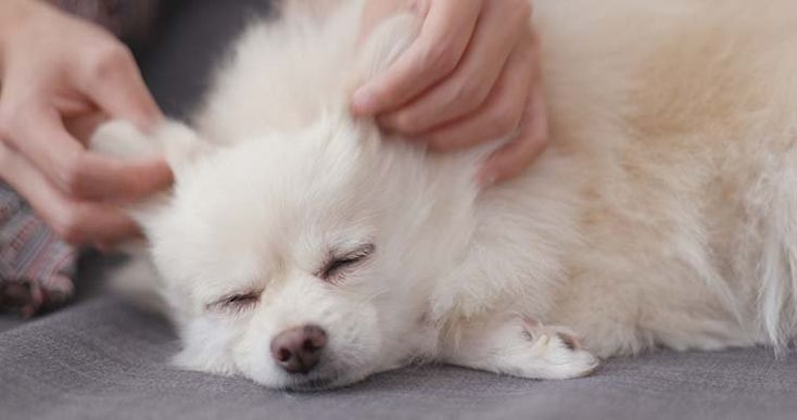 沿著脊椎由頸部開始，用指腹輕輕拉提肌膚，直到尾部！這種手法能刺激經絡，促進內臟功能