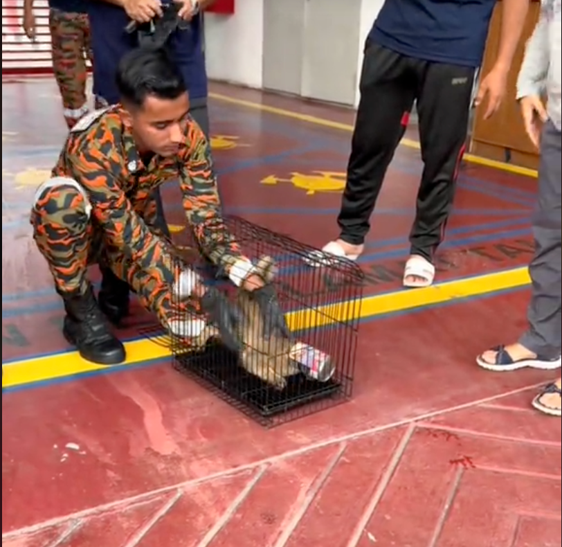 消防員想要把貓貓從籠子解救出來。