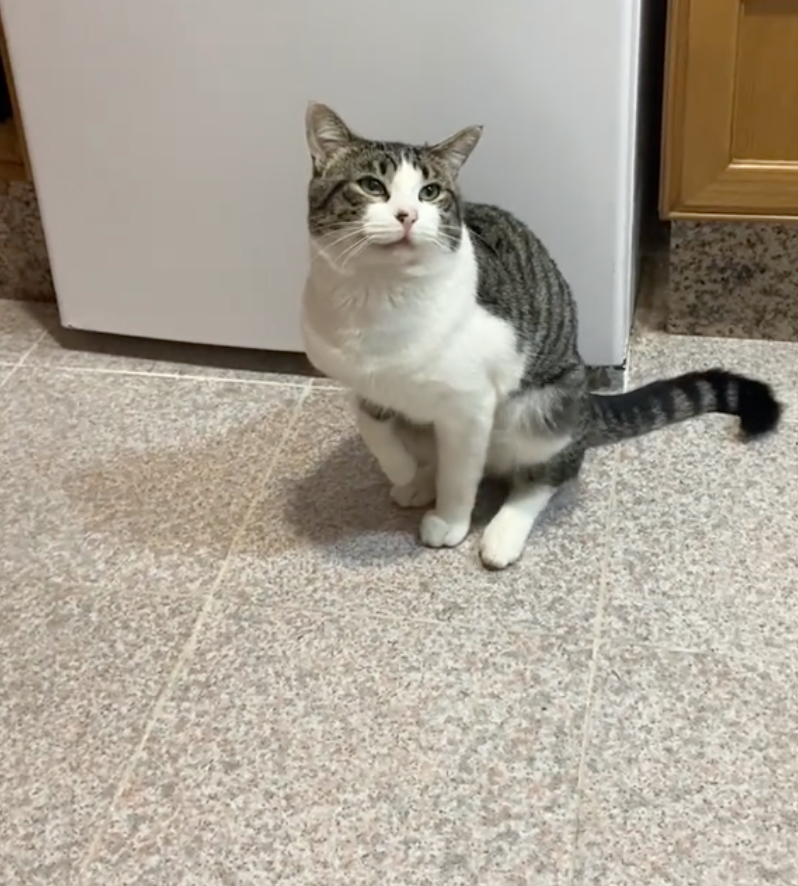 Maverick以為只要假裝腳痛就能得到主人的寵愛和零食。