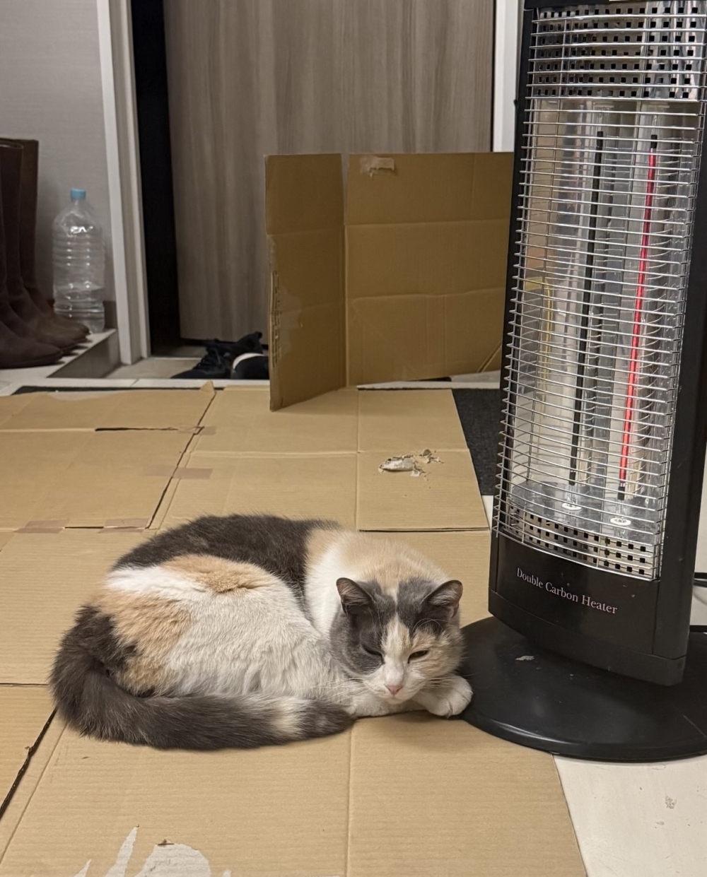 天氣變冷，貓咪也需要電暖爐呀～