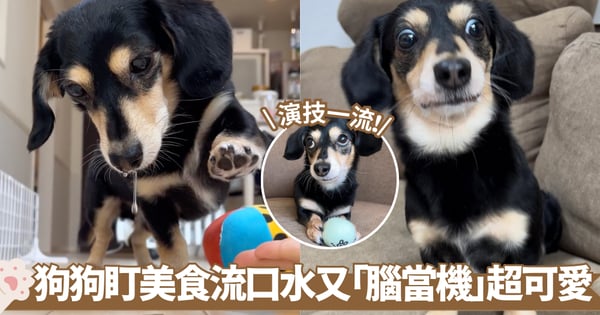 臘腸狗緊盯零食 貪吃眼神口水直流 玩握手遊戲突然「腦當機」動作變慢【有片!】