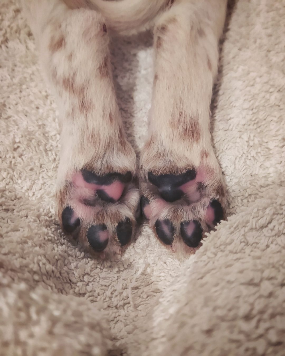 米粒型肉球的狗狗通常性格安靜、乖巧，脾氣溫和。