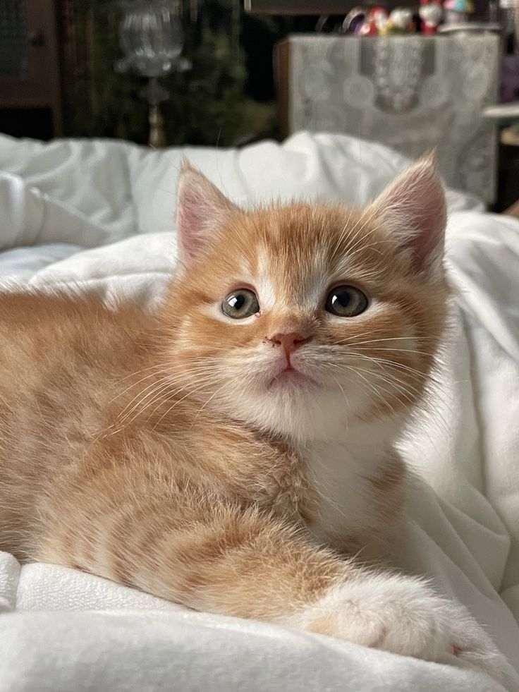 發出「呼嚕」聲也代表信任喔～