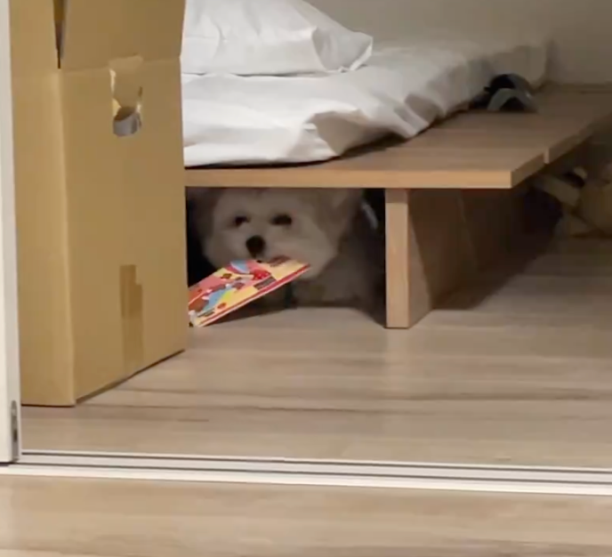 汪：嘿嘿，看我找到了什麼～