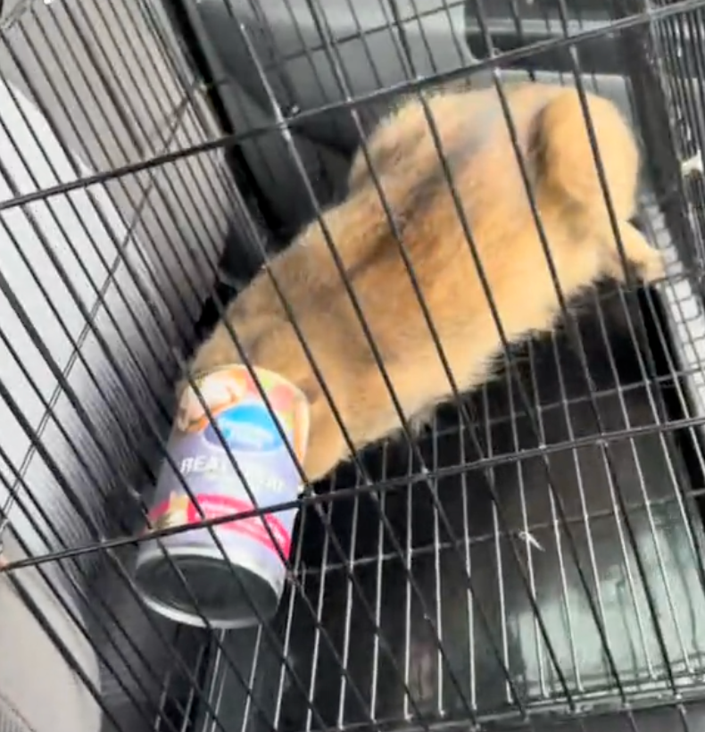 貓貓的頭卡在罐罐。