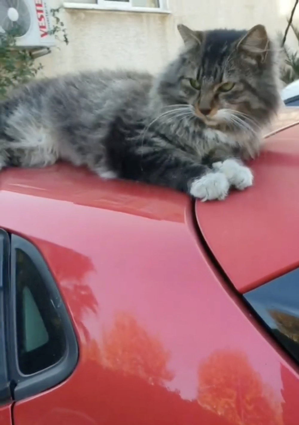 這段奇妙的緣分雖然帶來困擾，但也為她的生活增添了不少趣味與療癒！