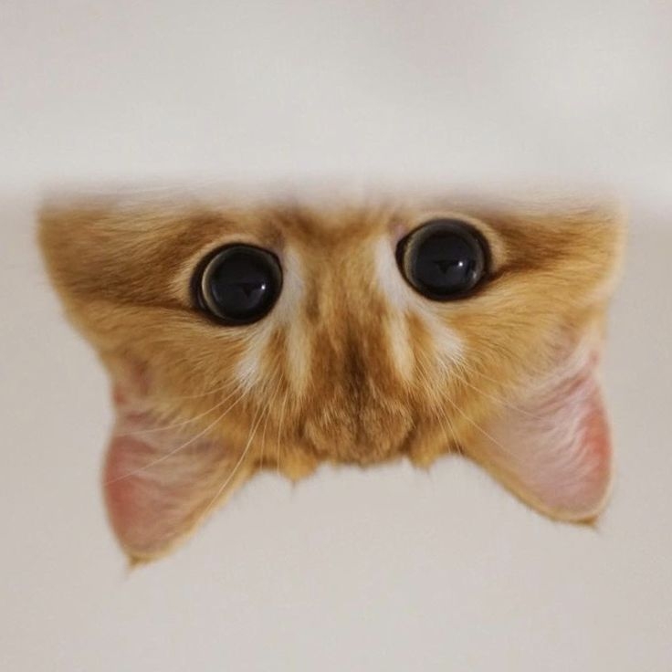 營養不良、生活環境髒亂或濕度過高，可能影響眼部健康！