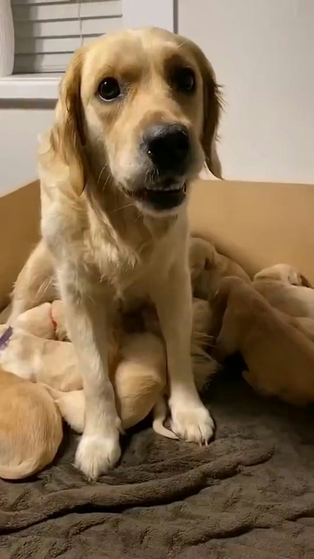 金毛媽媽產後都精神恍惚了。