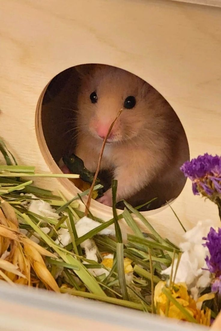 鼠鼠喜歡躲起來尋找安全感。