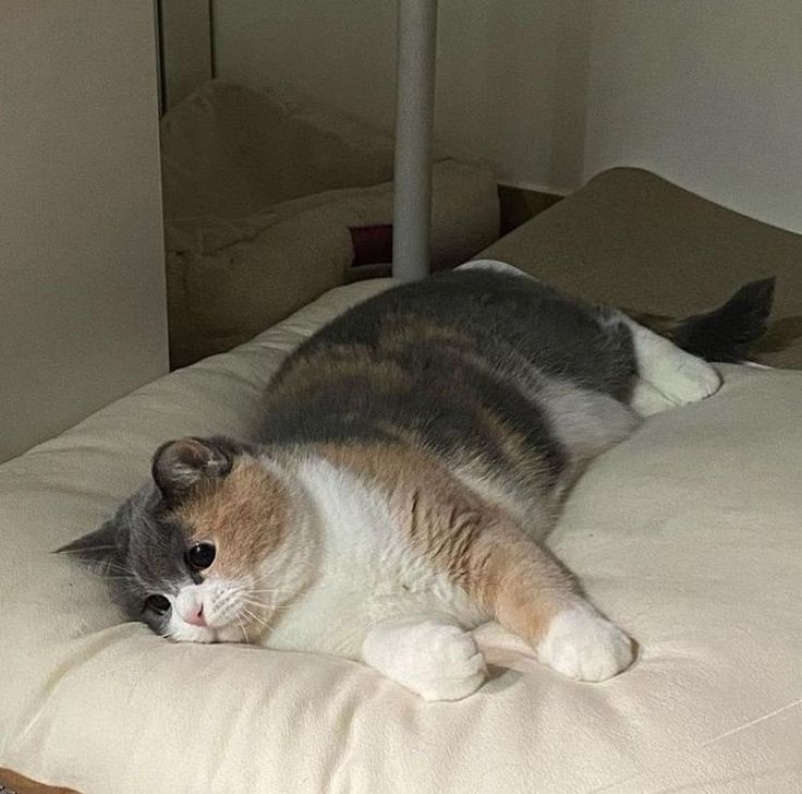 貓咪活動時間和飼主生活節奏要對應喔~