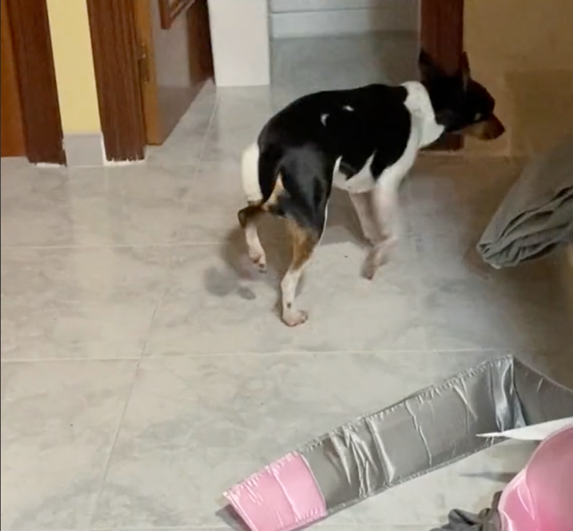 狗狗Zowy的腳受傷了。