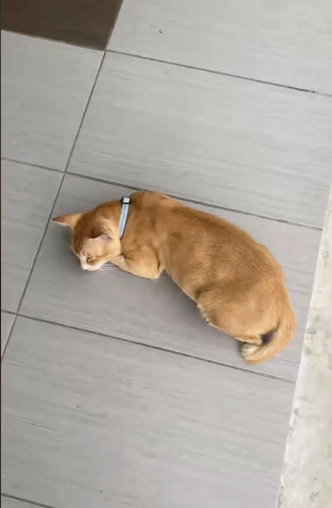 橘貓正躺在地上睡覺，似乎上課太累了。