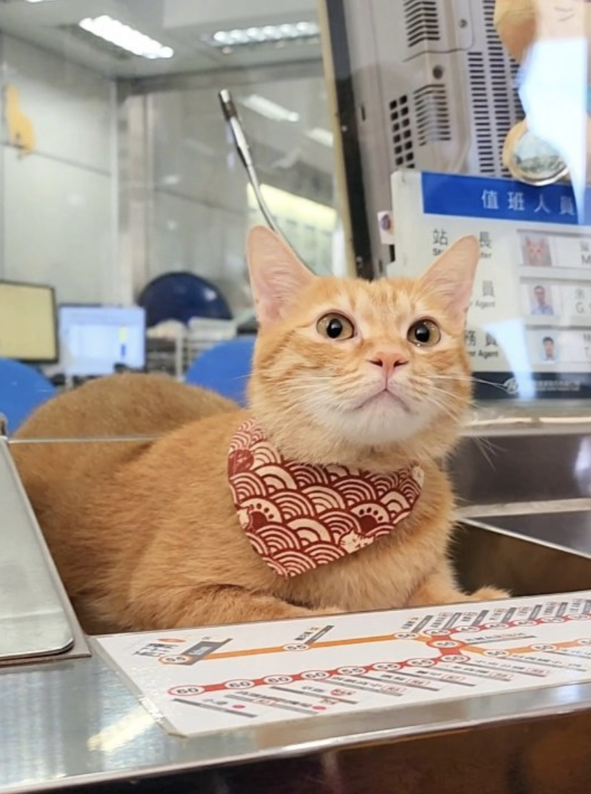 認真工作的「蜜柑」站長～