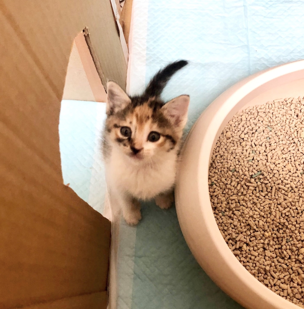 琥珀也是有家的人啦～