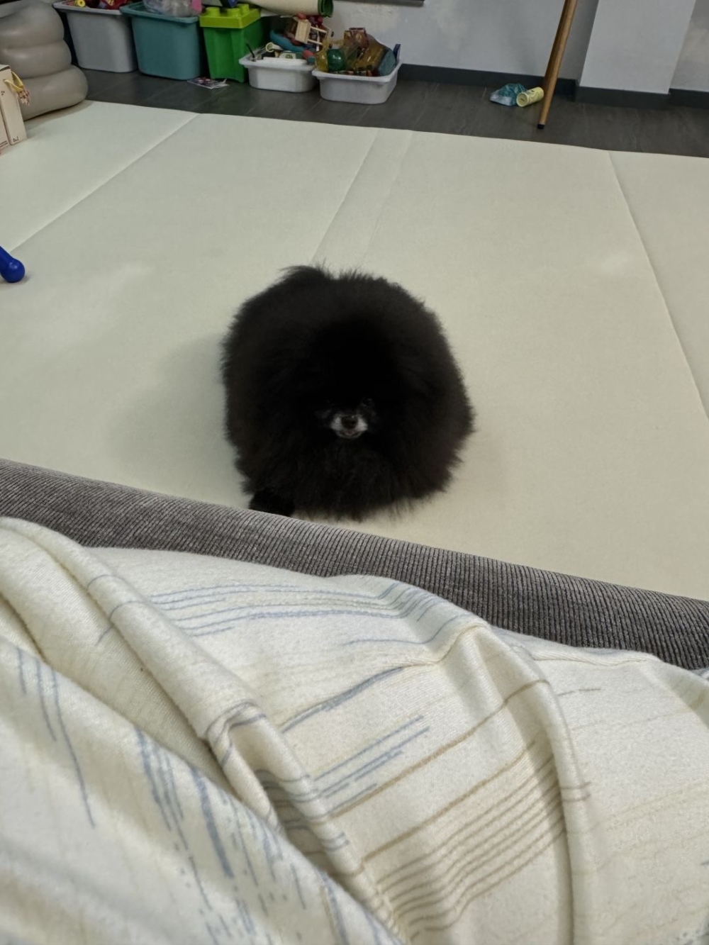 這誰還分得清楚「少爺」和「小煤球」呀～