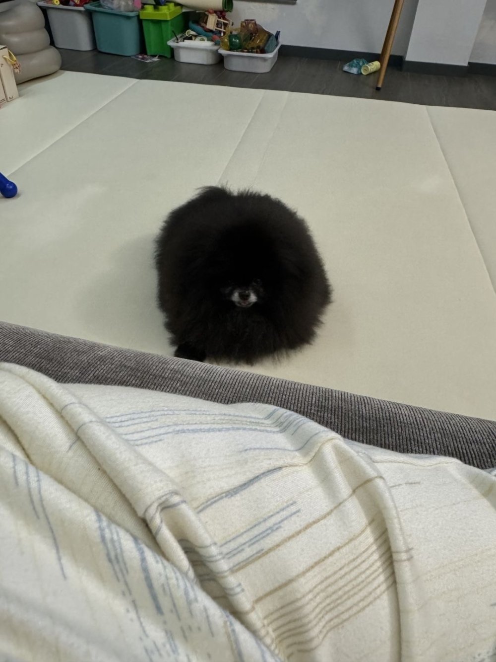 黑色獨眼毛球網路爆紅，網友驚呼：這是什麼生物？【有片！】, image size:1000x1333