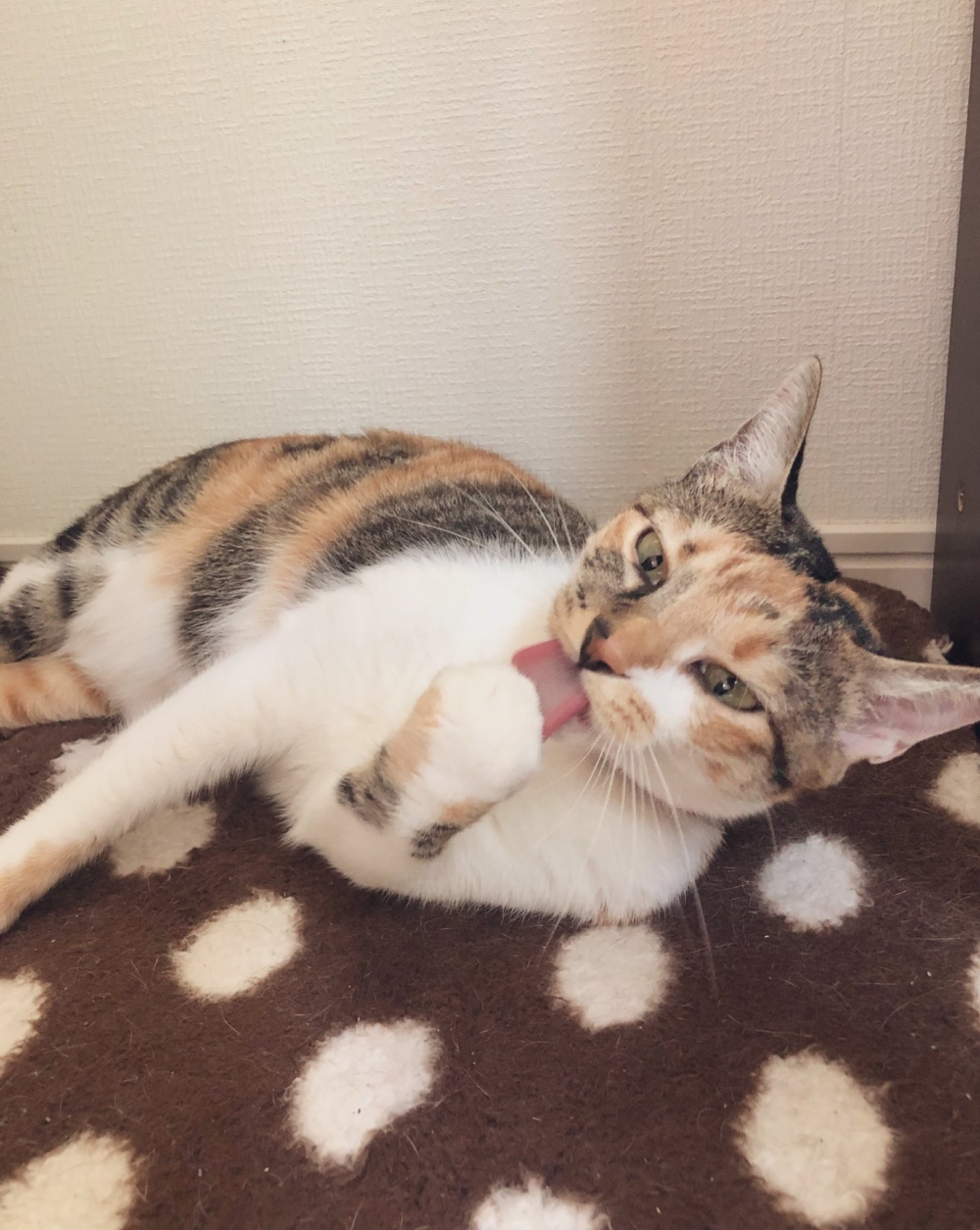 琥珀舔着自己肉嘟嘟的小脚丫