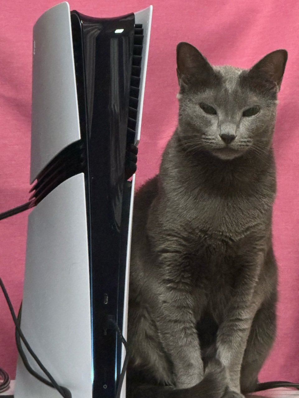 貓咪：我的取暖器呢？