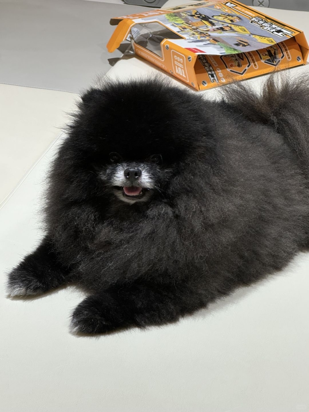 仔細看「少爺」黑溜溜的眼睛，差點嚇到大家了啦！