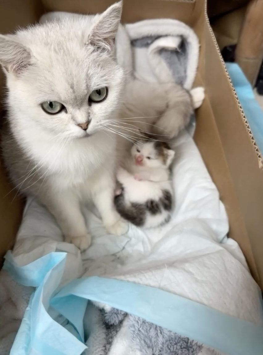 「冬冬」诞下「小汤圆」的照片～