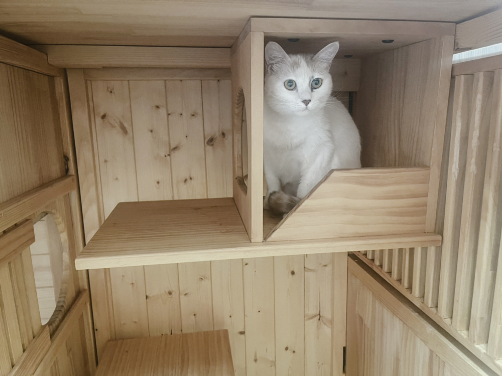 貓貓住宿方面，則有自己的專屬空間，可以盡情地懶洋洋地打盹或玩耍。