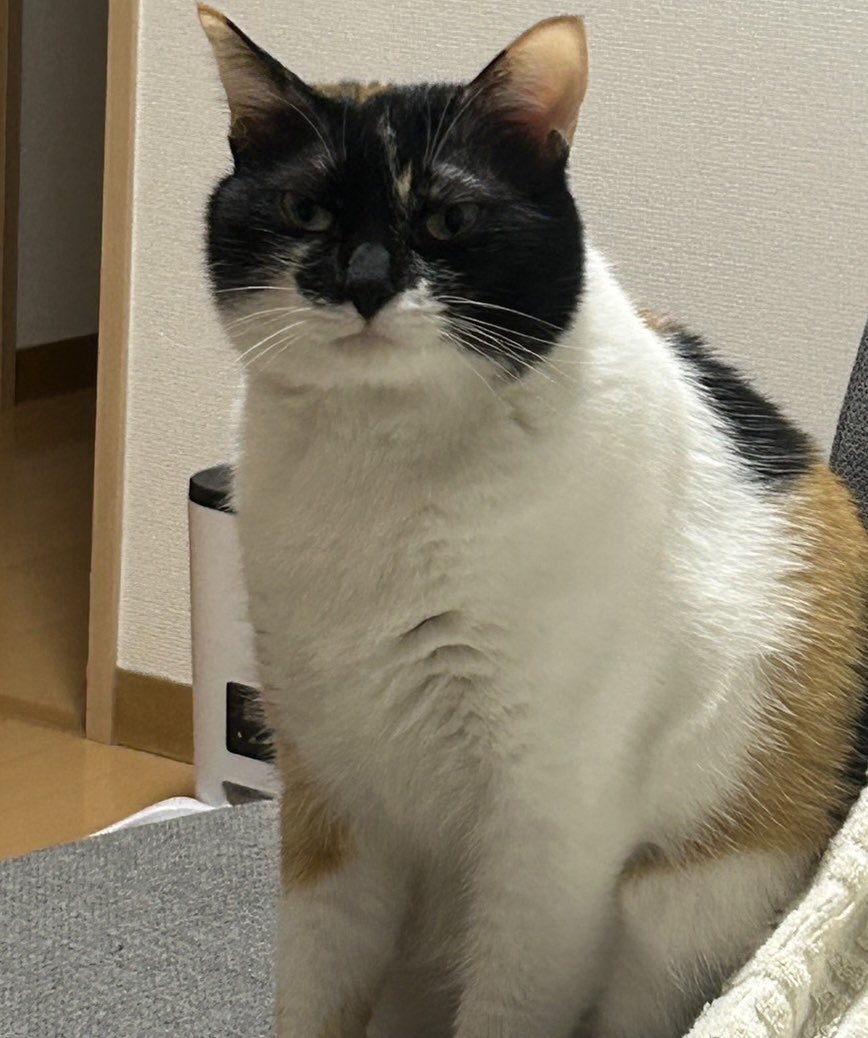 202张猫meme贴纸，网红爆款如何玩转创意生活？🐾-笔记本个性小贴纸-淘宝好物网, image size:868x1038