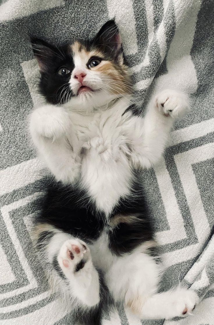 露出肚子也代表信任～