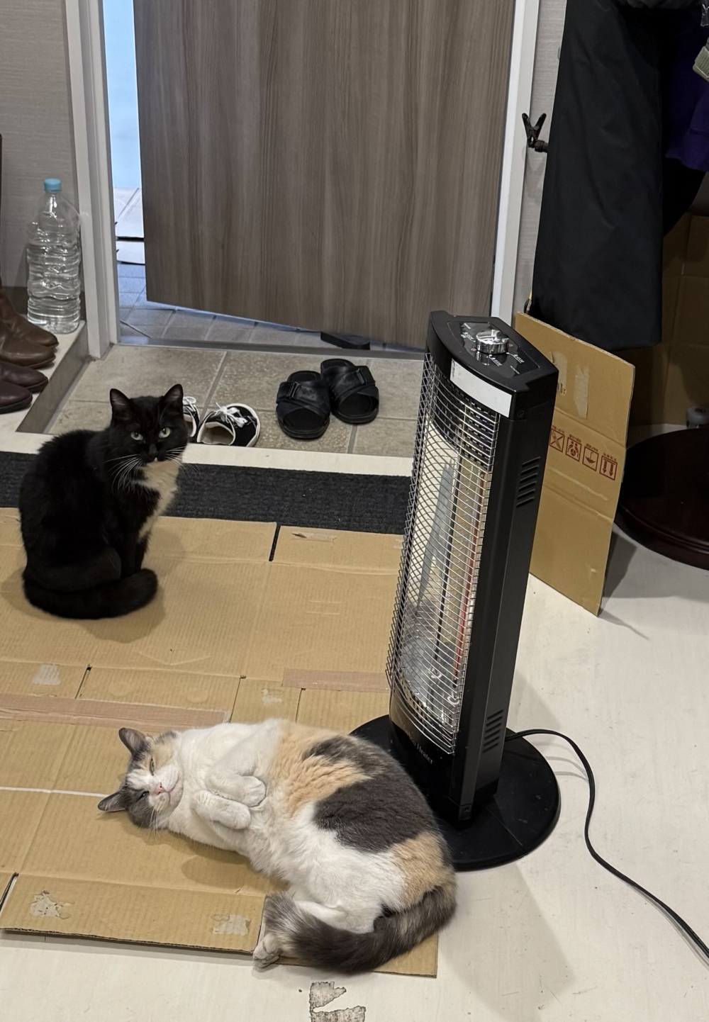 不說還以為這就是牠們的家呢～