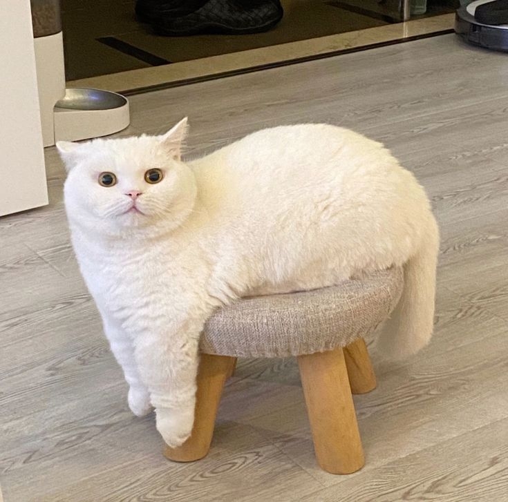 飼主需每天確保貓咪的活動量喔~