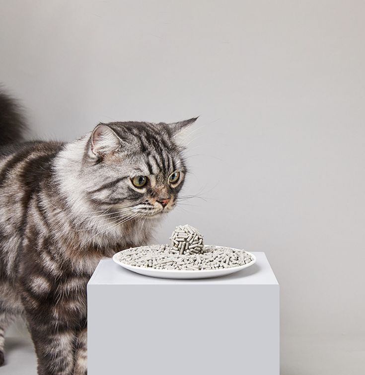 貓奴們要用對方法才能解決問題。