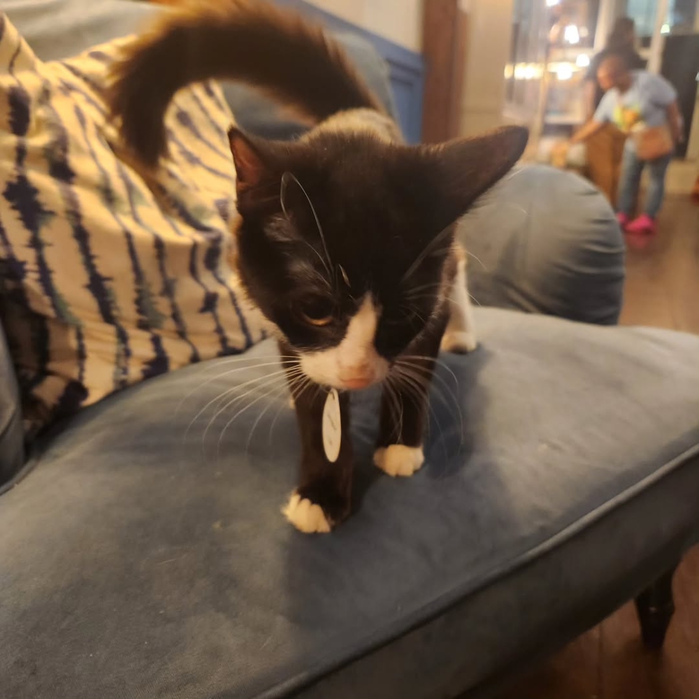 脫口秀場地是一個簡單的廳堂，佈置成了臨時的喜劇舞台，座位不多，但氣氛溫馨！