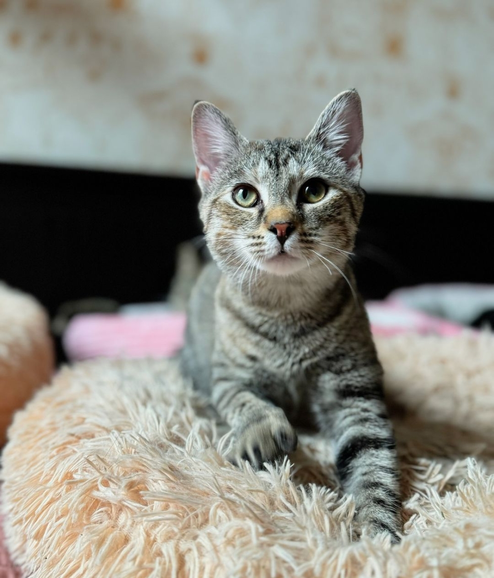 儘管場地和燈光等設施遠不及紐約市其他高級脫口秀俱樂部，但這場充滿愛與溫暖的脫口秀活動有著無法取代的魅力～