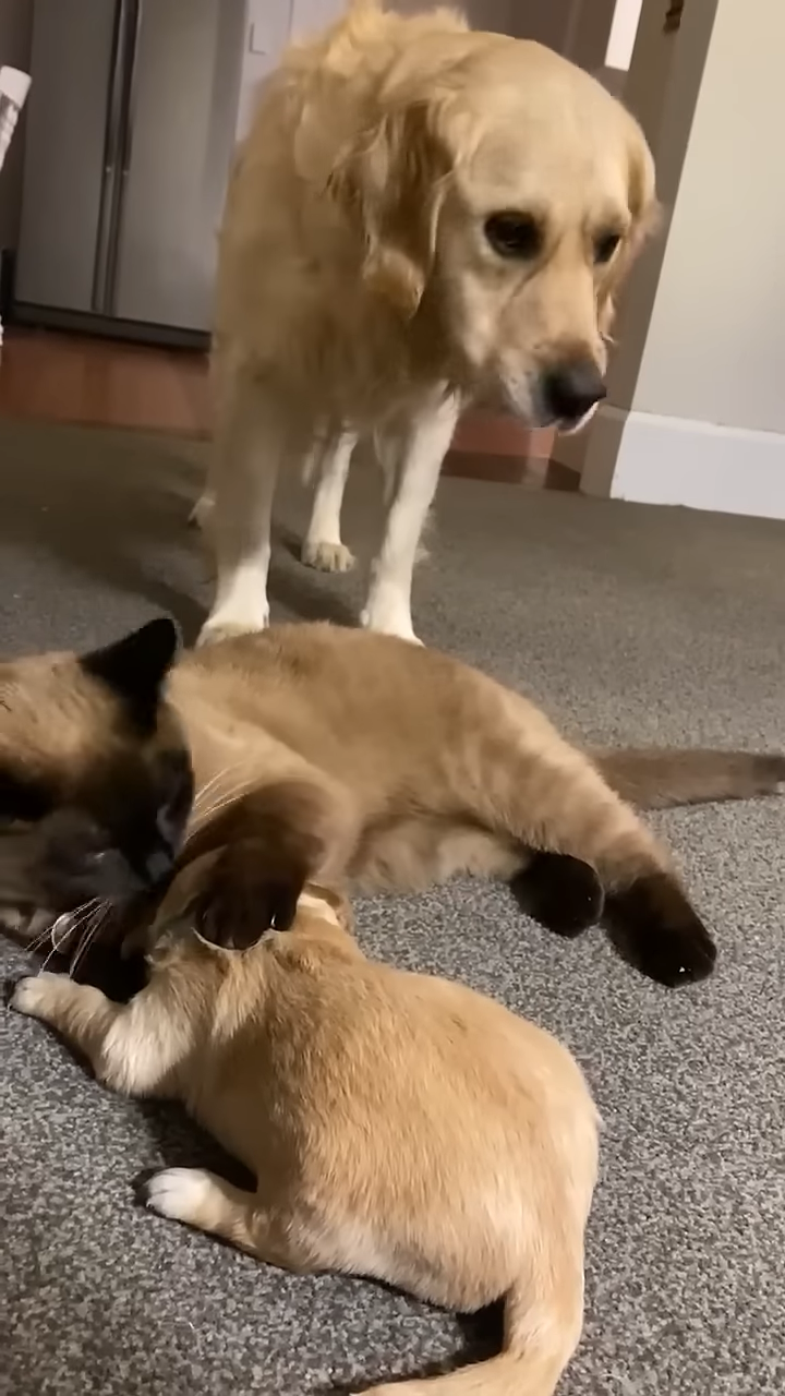 貓咪舔著牠們的毛發,像在照顧自己的孩子一樣。