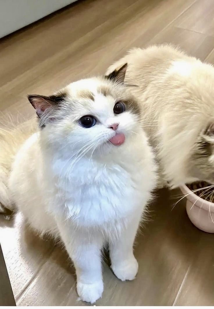 貓咪撒嬌是想要得到飼主的關愛喔～