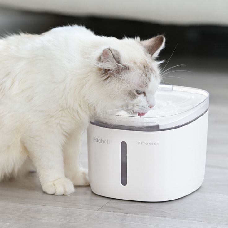 奴才們記得時刻留意貓咪的飲用水喔～