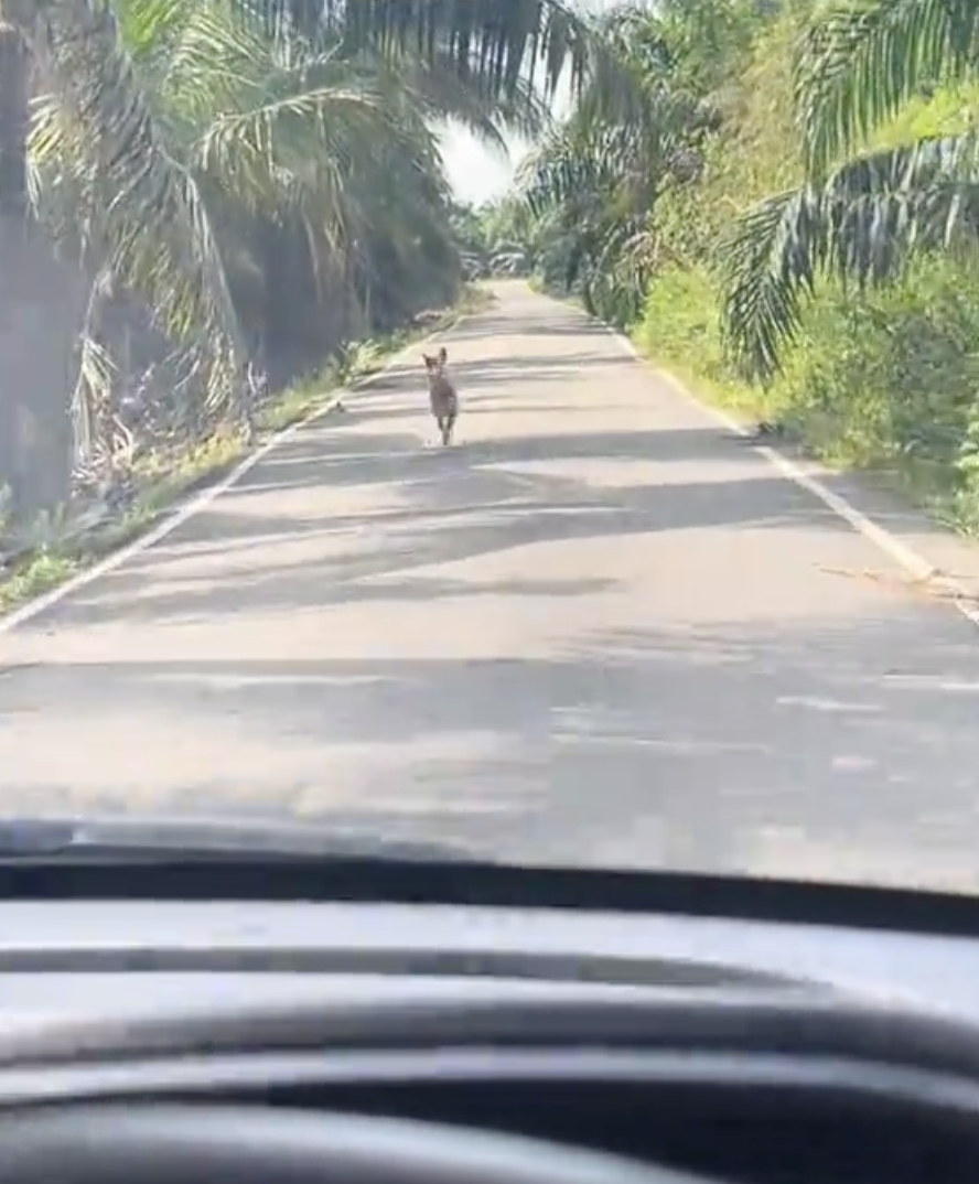 或許Gendut也知道男子要走了～