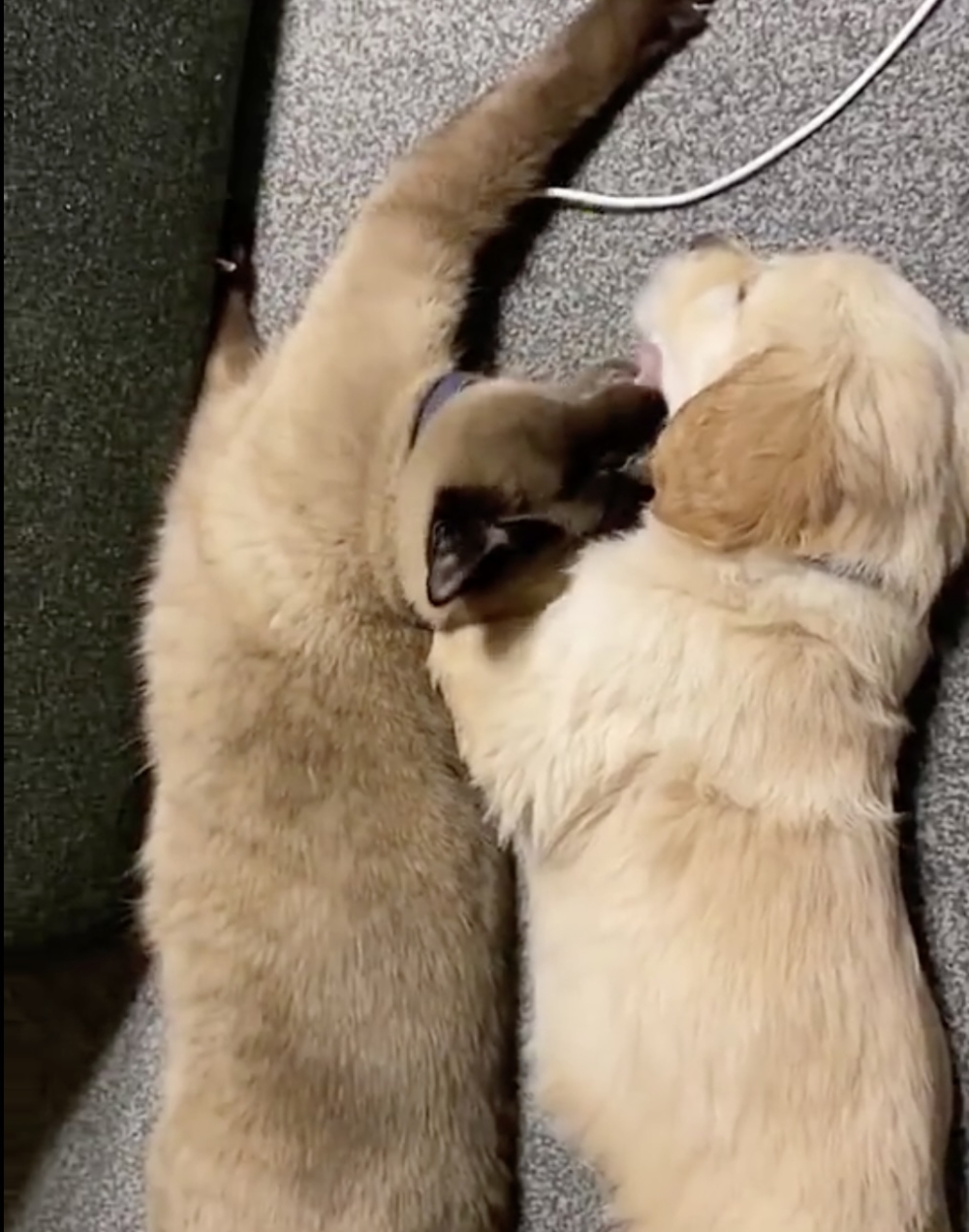 常常陪伴小狗的貓咪。