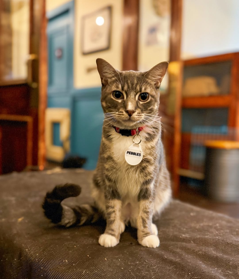 一隻名為Pebbles的小灰貓成了全場的焦點！牠不僅對舞台情有獨鍾，還頻頻「搶戲」，甚至成了演員們即興發揮的靈感來源～