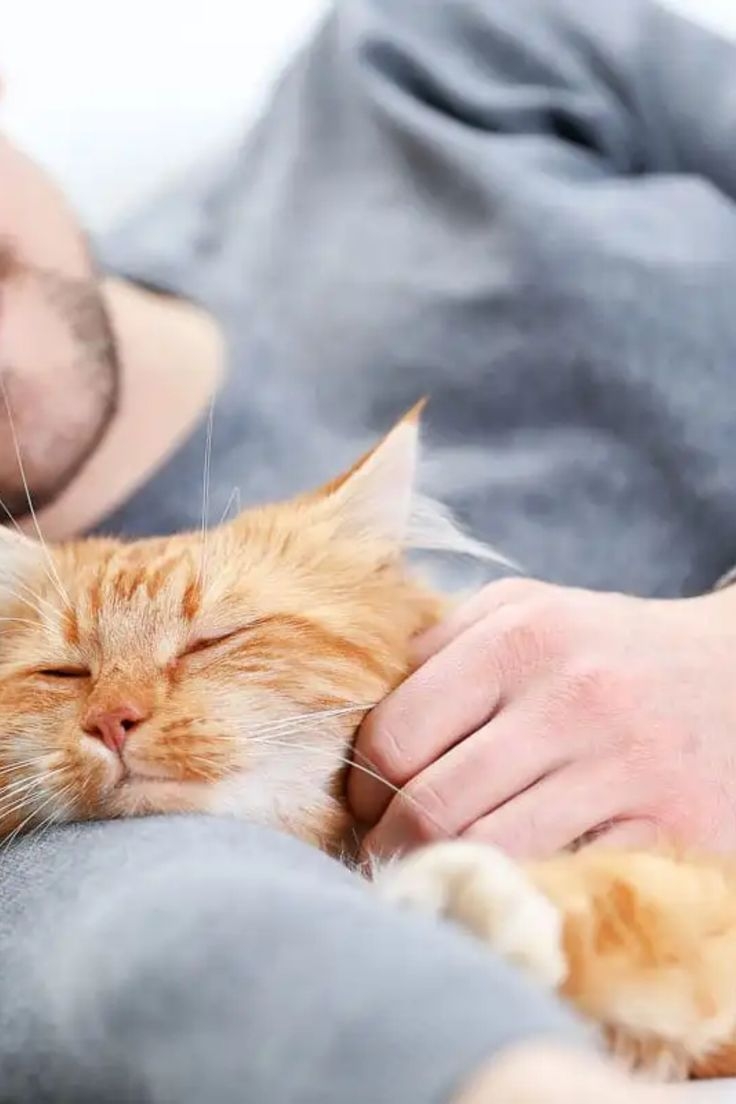 按摩不僅能改善寵物的血液循環與肌肉放鬆，讓毛孩的身體更加靈活！