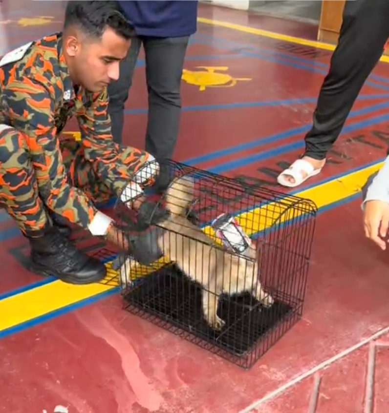 貓貓不願意離開籠子。