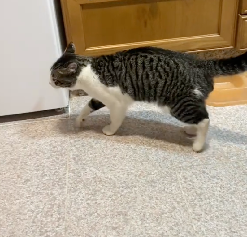 貓貓Maverick突然跛腳走路。