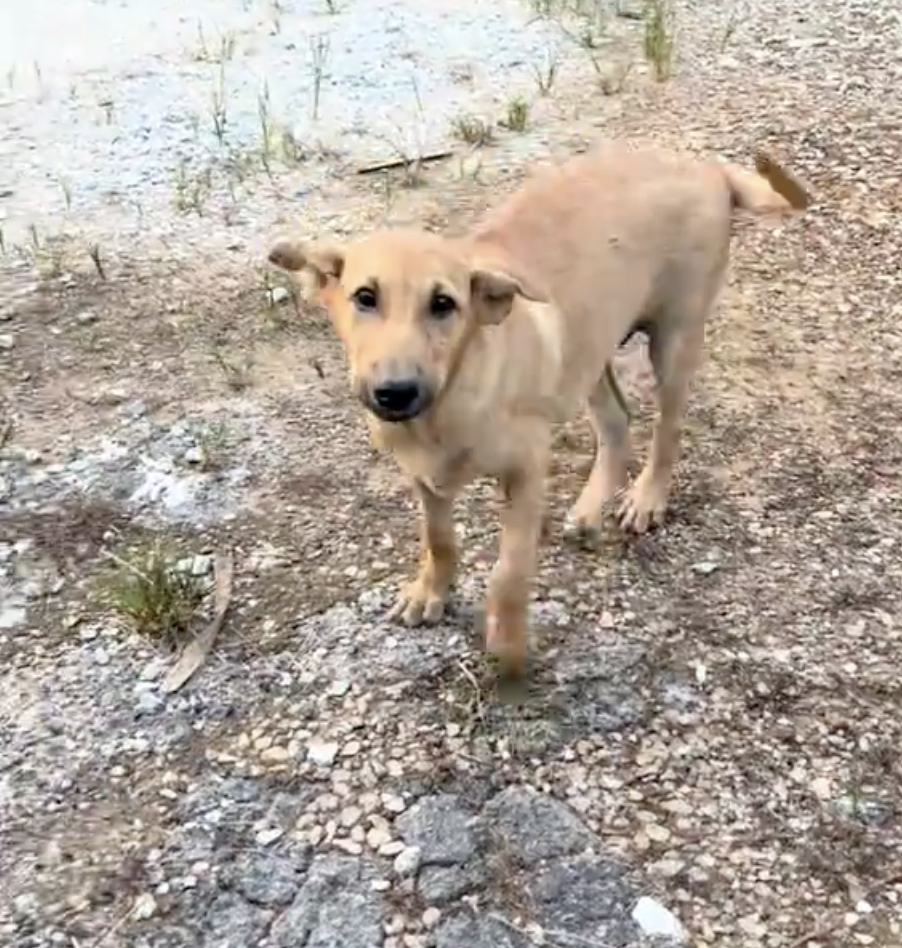 常常跟著男子的Gendut～