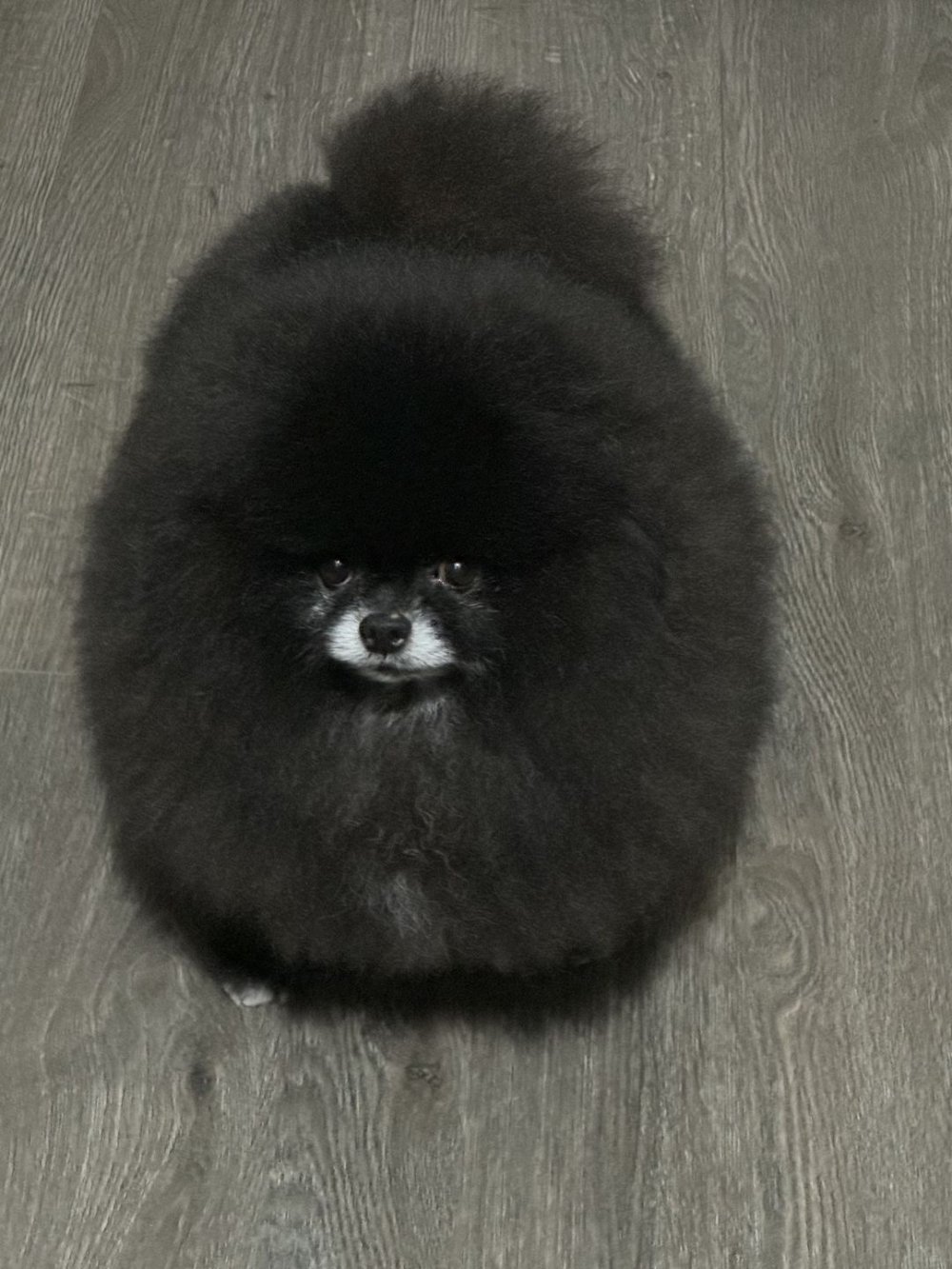 黑色獨眼毛球網路爆紅，網友驚呼：這是什麼生物？【有片！】, image size:1000x1333