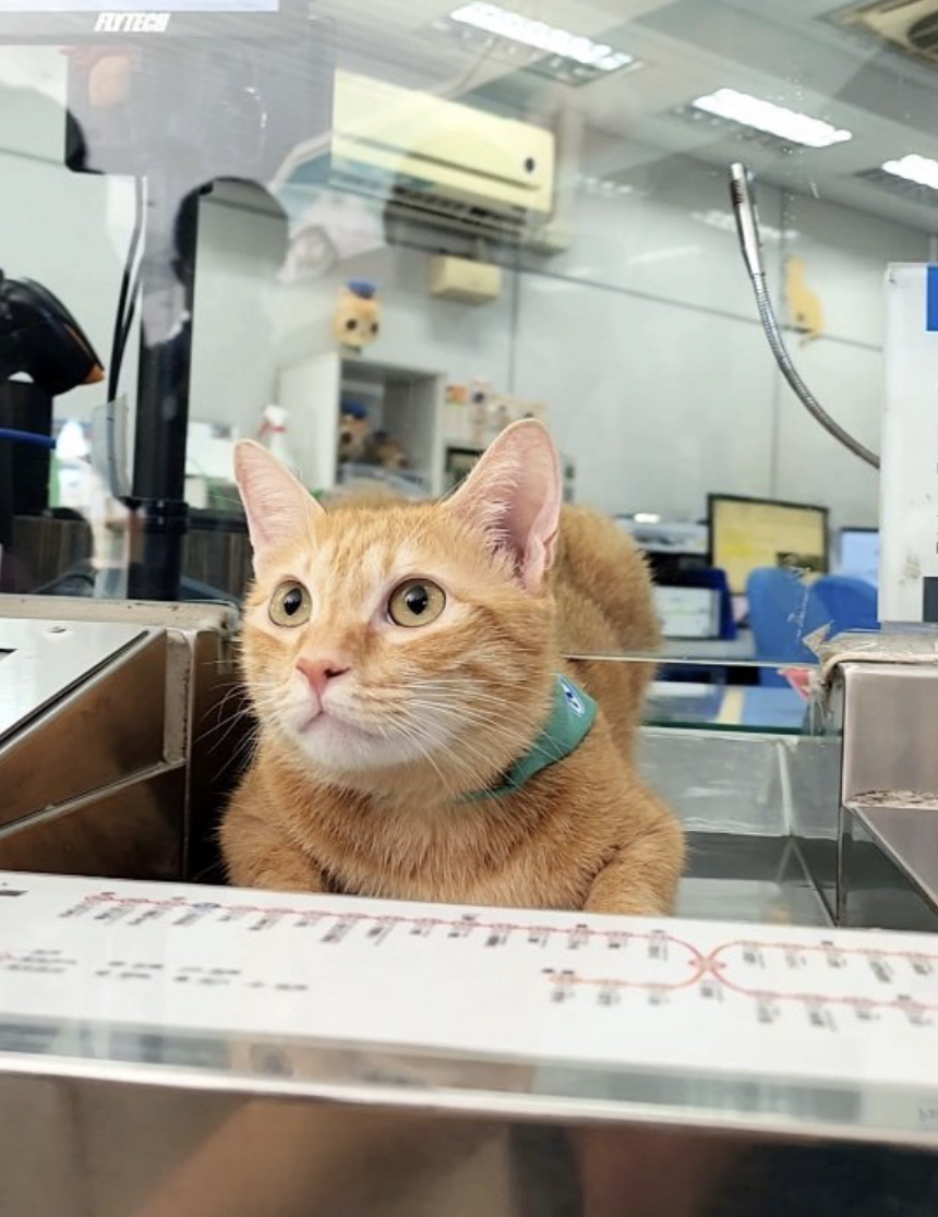 「蜜柑」：你好～有什麼可以幫到你的嗎？