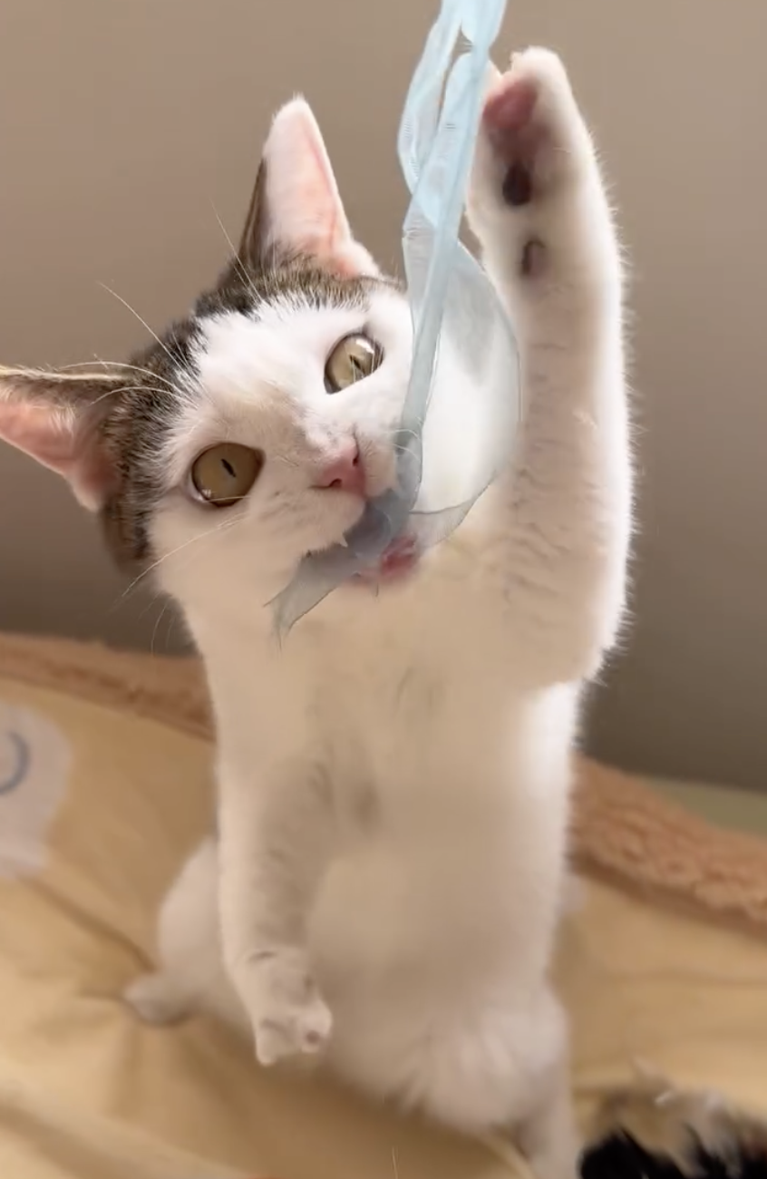 頑皮的小湯圓。