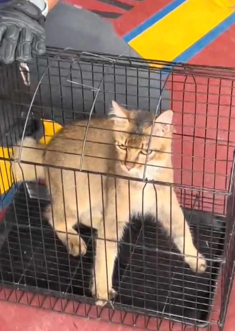 貓貓的頭部脫離罐罐！