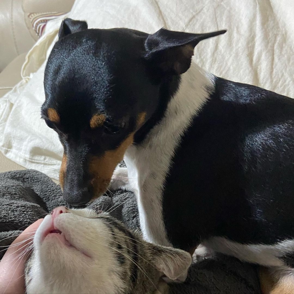 Zowy和Maverick是彼此的好玩伴。